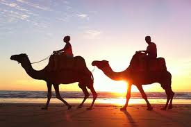 Ride camel